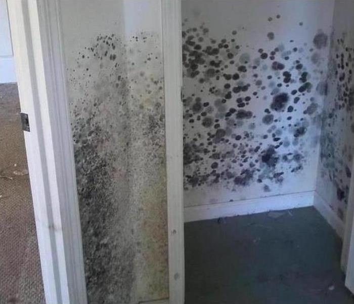 walls of a home covered with black spots, mold growth inside a home