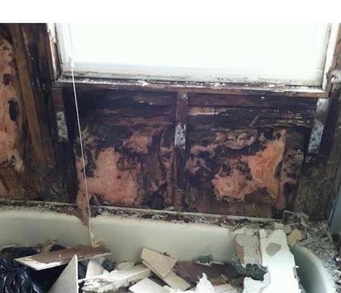 Drywall in bathroom covered with mold. Mold infestation