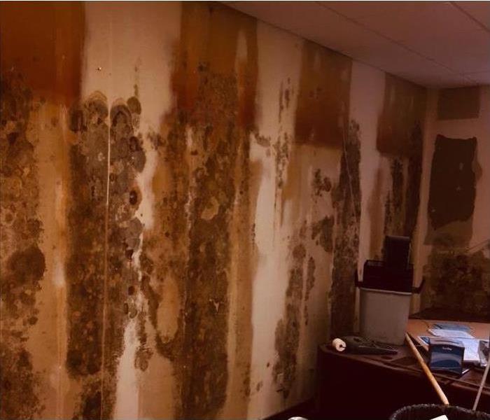 Mold infestation along a wall in a house