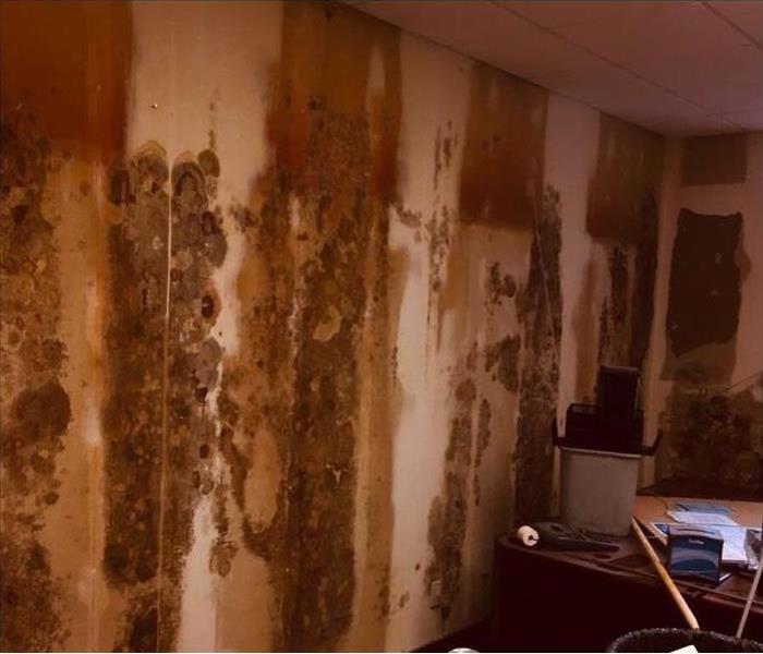 Mold contamination in a home